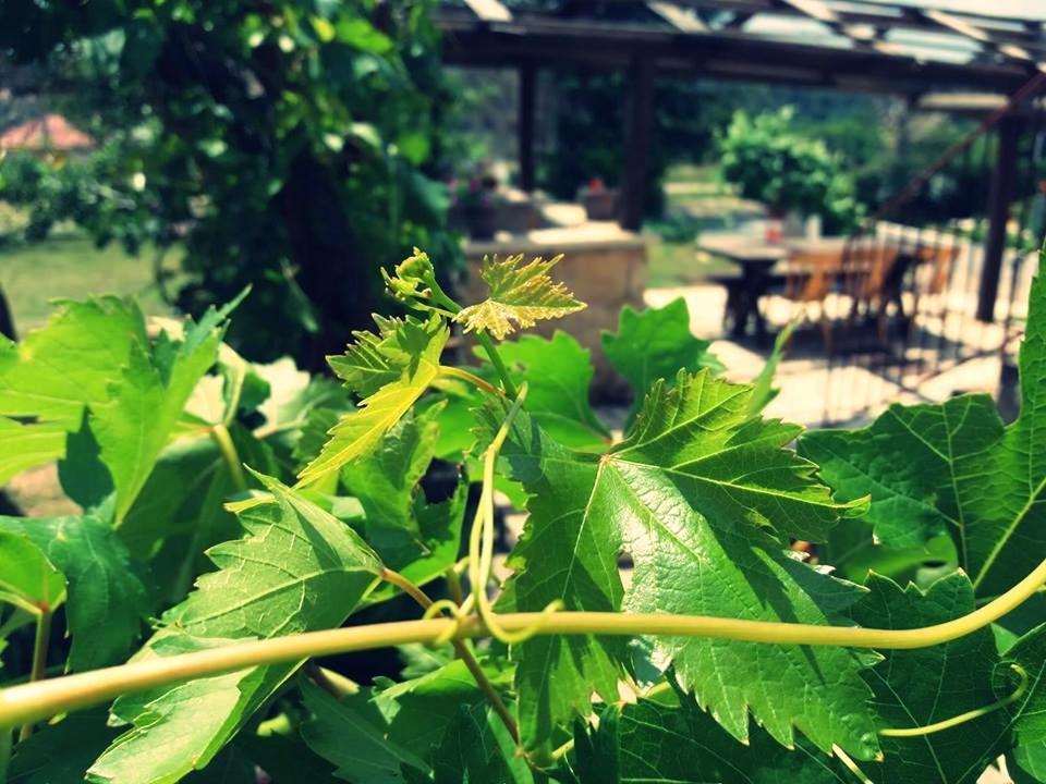 Apartmani Ajp Posedarje Εξωτερικό φωτογραφία